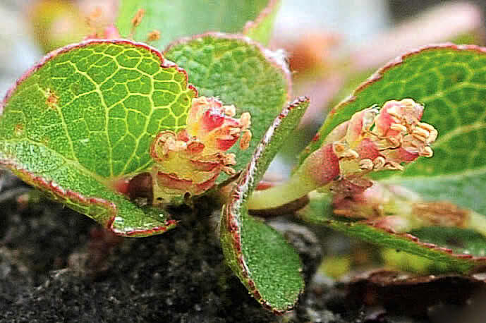 Dwarf willow leaves and male flower spikes with pale anthers.
