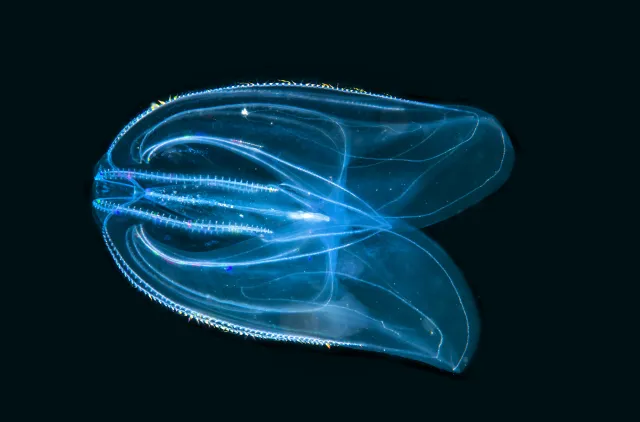 A translucent blue-lit Mnemiopsis leidyi against black water, showing two broad oral lobes and bright rainbow highlights along curved comb rows.