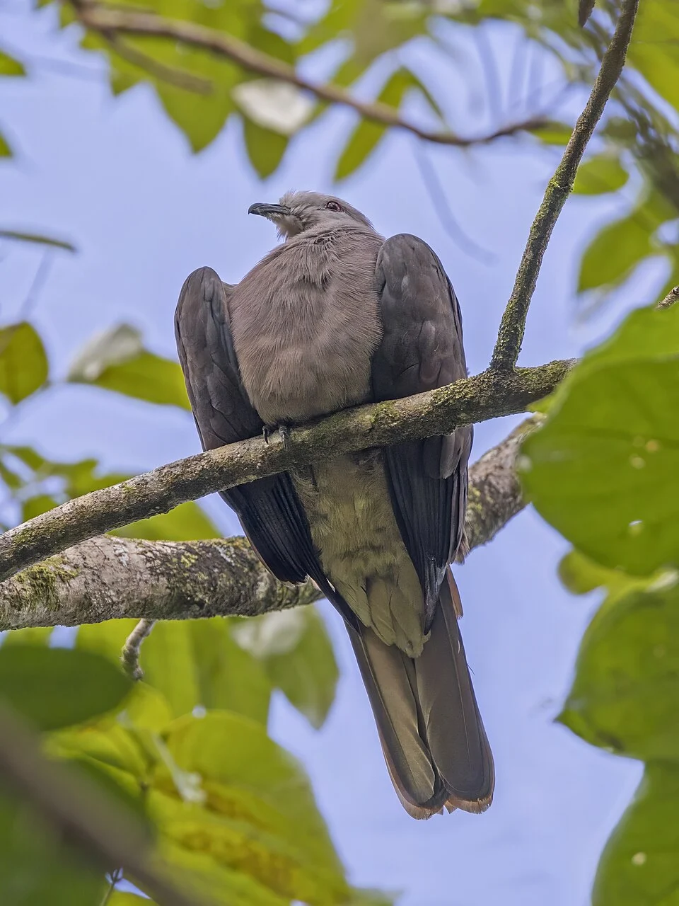 Peale's imperial pigeon (Ducula latrans) Viti Levu, Fiji