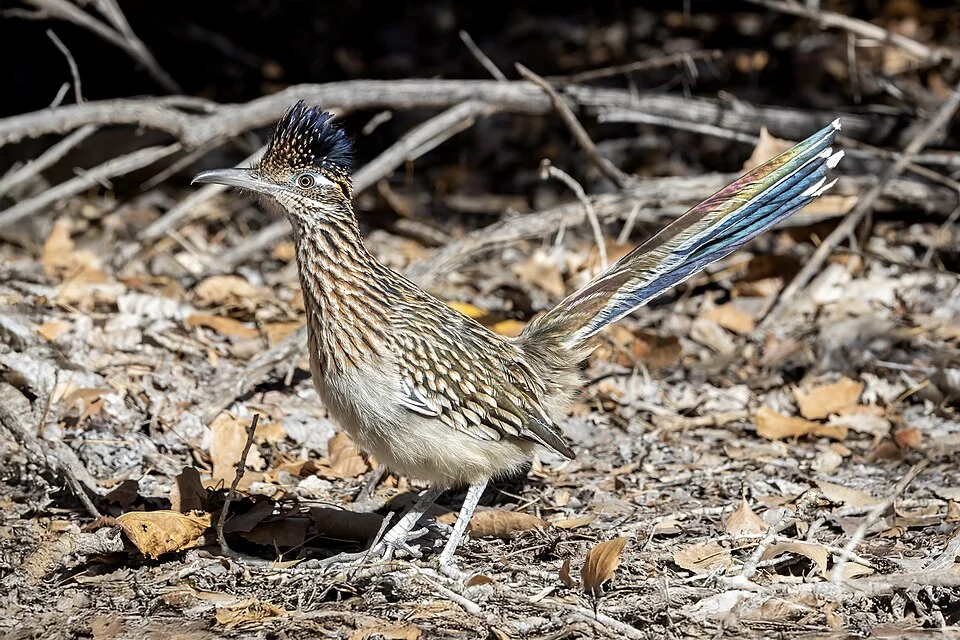 A greater roadrunner near Tingley Beach on the Rio Grande in Albuquerque, New Mexico