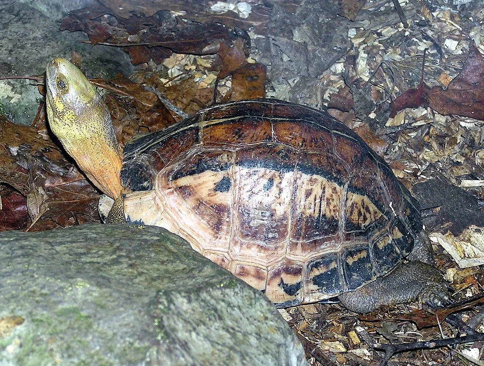 Indo-Chinese box turtle Cuora galbinifrons at Bristol Zoo, England. Photographed by Adrian Pingstone in December 2005 and released to the public domain. :Southern Vietnamese Box Turtle Cuora (galbinifrons) picturata according to here.