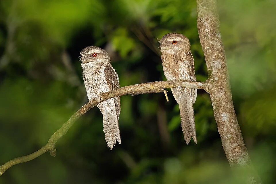 Marbled Frogmouth