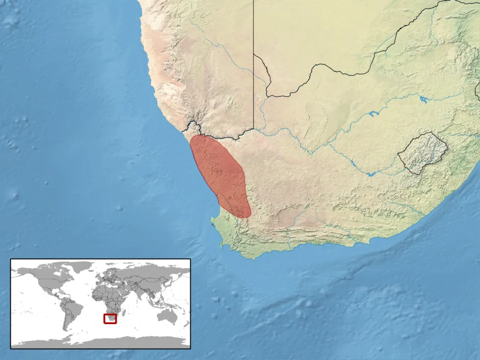 geographic distribution of Pachydactylus labialis (Native:
South Africa (Northern Cape Province))