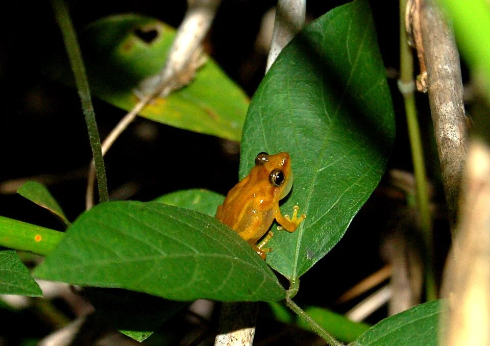 Coqui Llanero, Eleutherodactylus juanariveroi