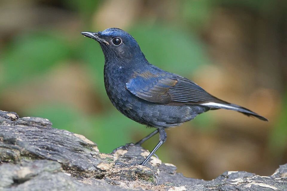 White-tailed Robin (Myiomela leucura), Mae Wong National Park, Nakhon Sawan,Thailand