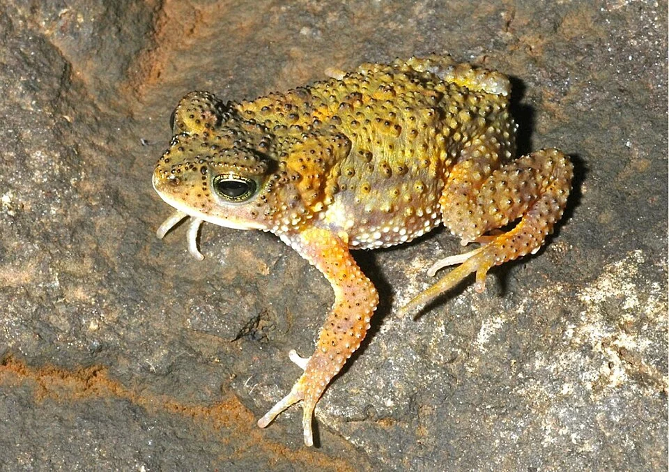 Xanthophryne koynayensis, an adult male, from Koyna, Maharashtra, India
