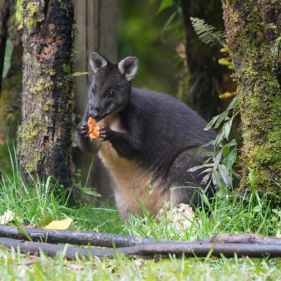 Calaby's Pademelon (Thylogale calabyi) in Papua New Guinea