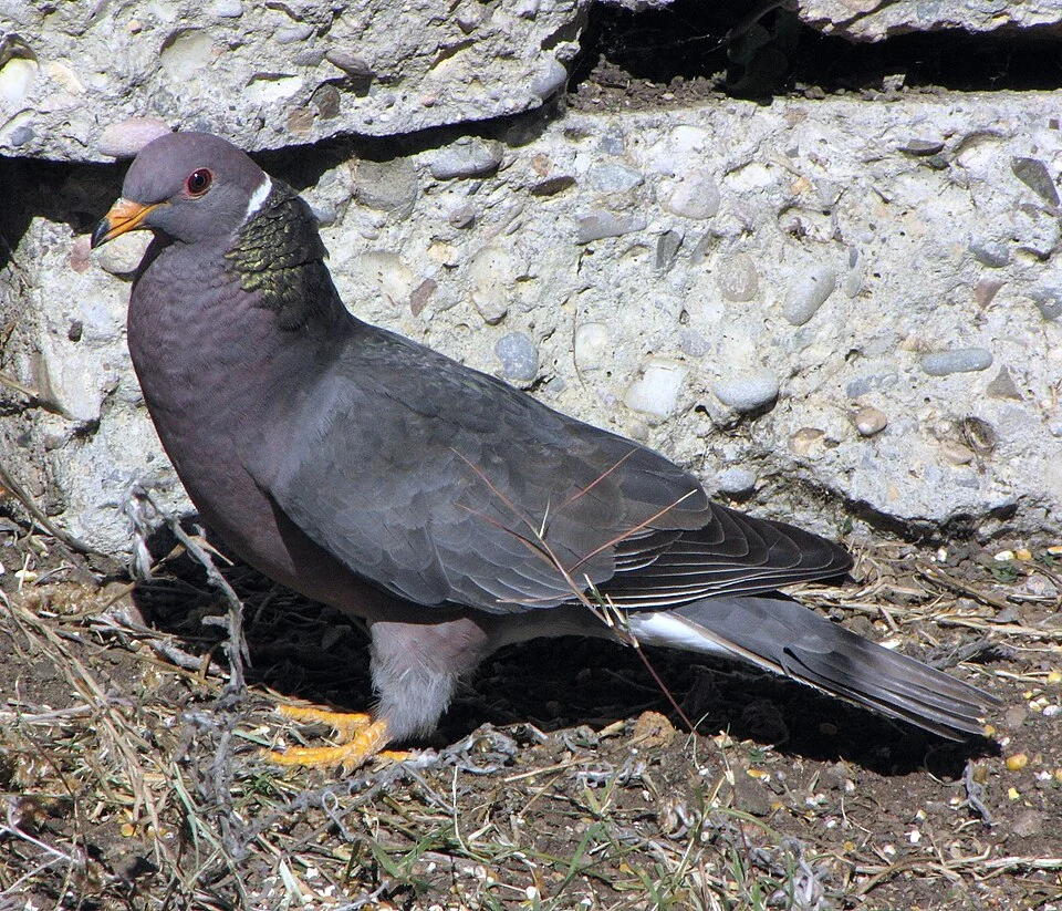 A Band-tailed Pigeon in San Luis Obispo, California, USA.