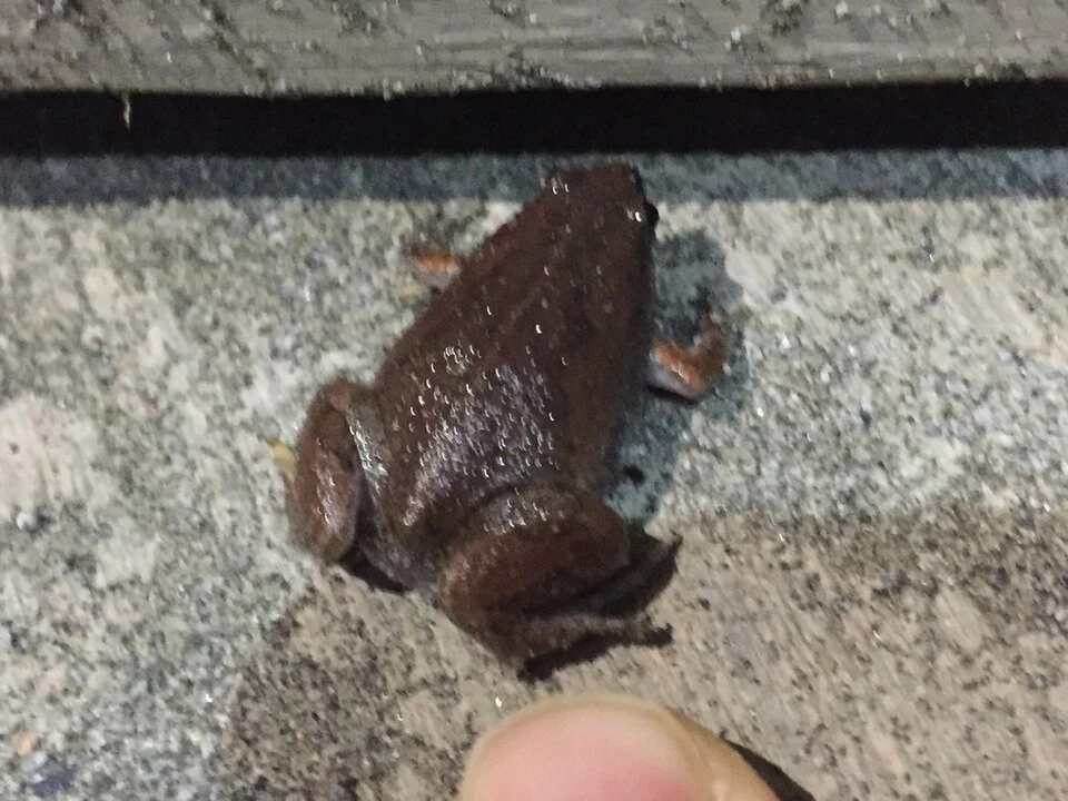 Elegant Narrow-mouthed Toad (Gastrophryne elegans). Species of amphibian.