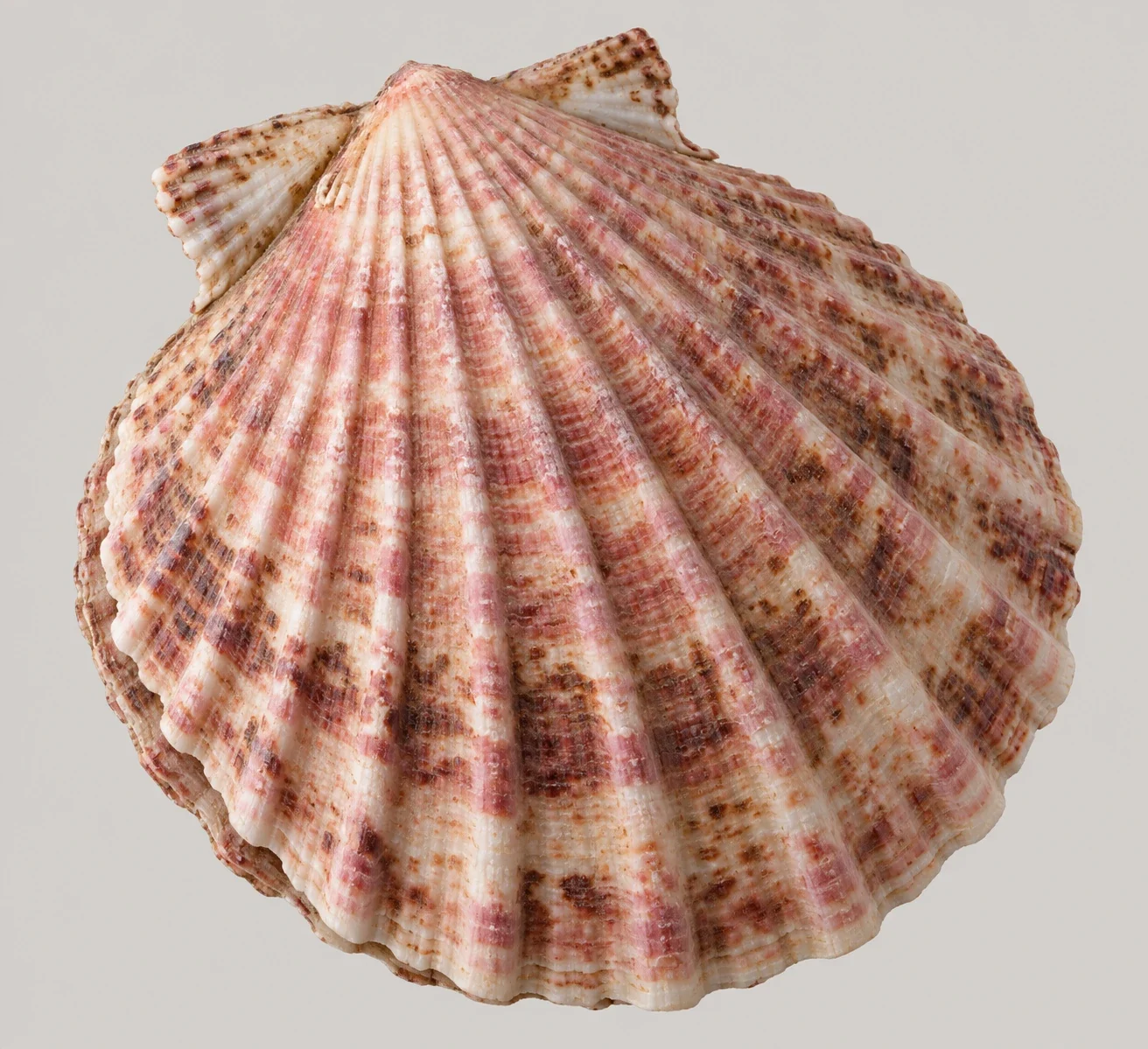 Queen scallop shell