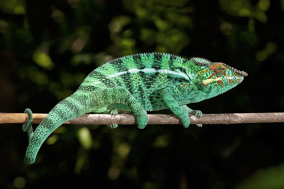 Panther chameleon (Furcifer pardalis) male, Lokobe Strict Reserve, Nosy Be, Madagascar