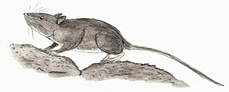Life restoration of the lava mouse (Malpaisomys insularis), a murid rodent that lived in the eastern Canary Islands until the 14th century.