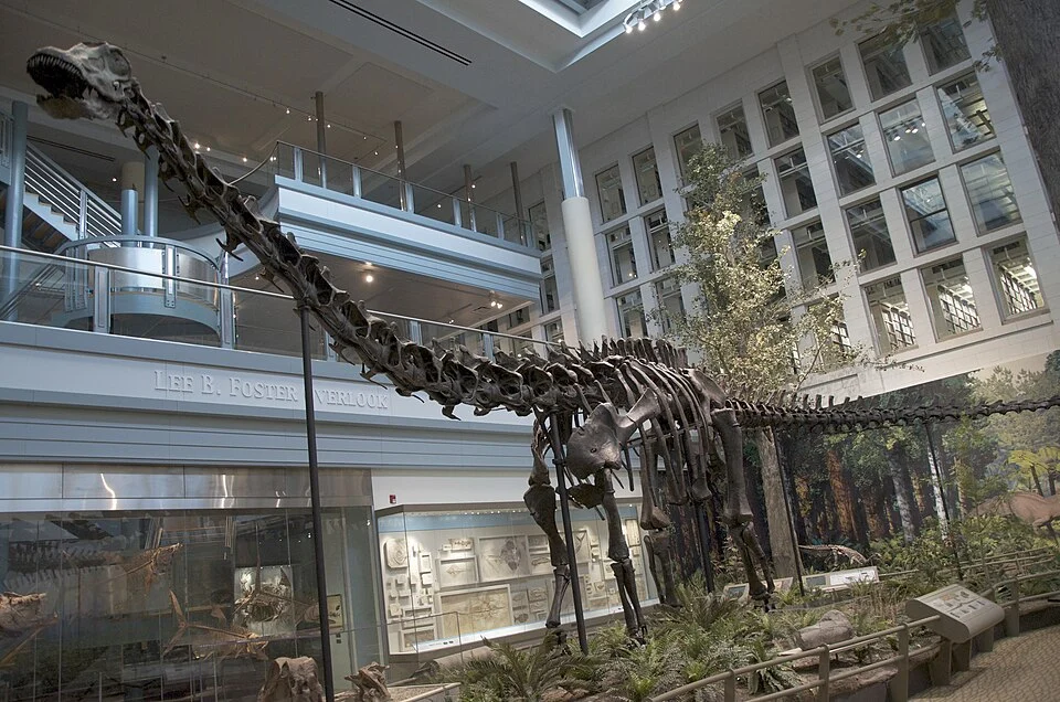 Diplodocus