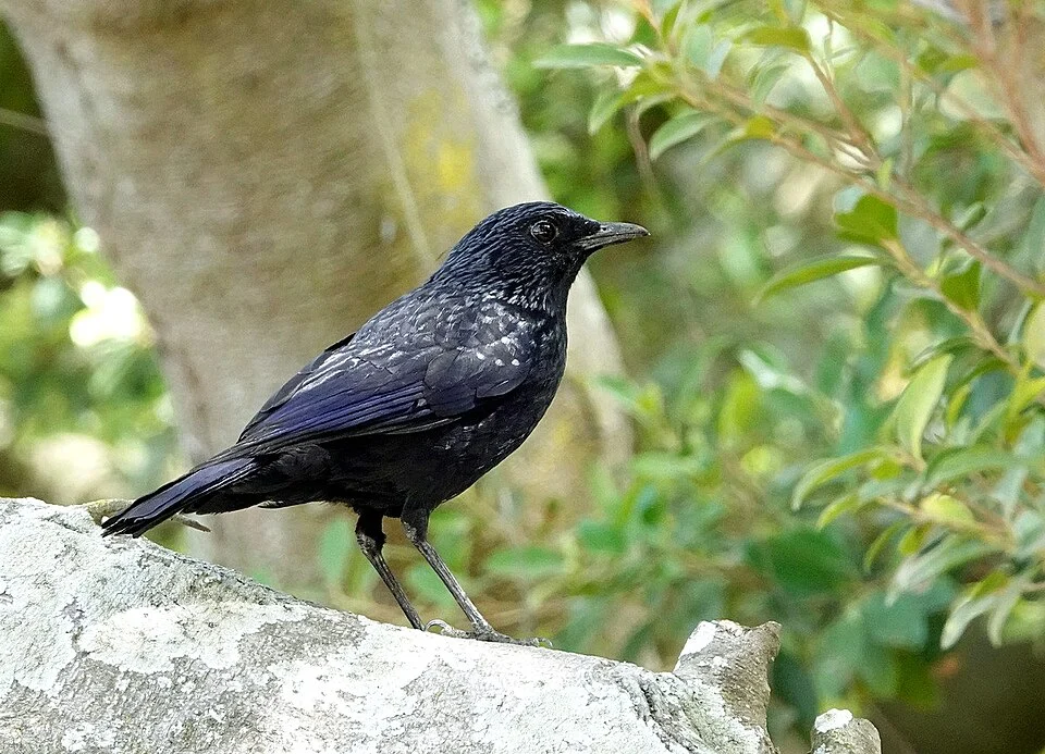 Myophonus caeruleus caeruleus 白斑紫嘯鶇 (Blue Whistling Thrush), Kinmen, Taiwan
