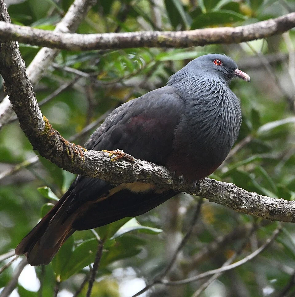 Ducula goliath (G.R.Gray, 1859), Blue River Provincial Park, Le Mont-Dore, New Caledonia