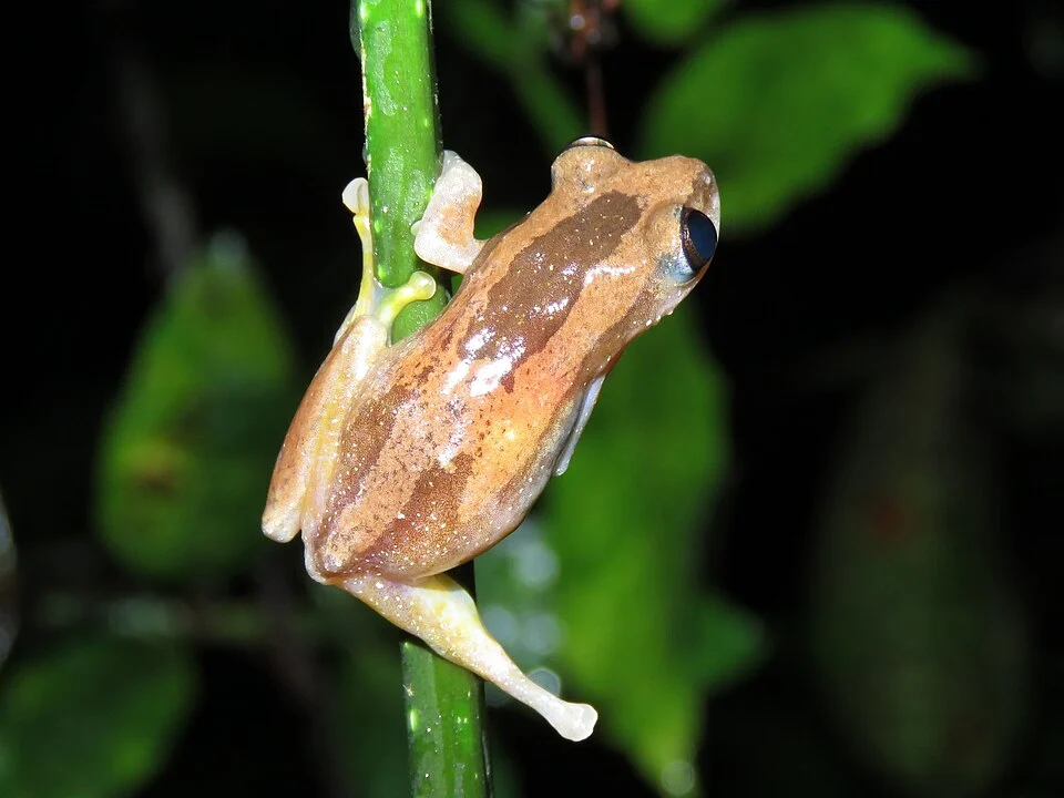 Osorio's Spiny Reed Frog (Afrixalus osorioi). Species of amphibian.