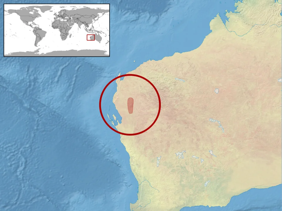 geographic distribution of Lerista kennedyensis