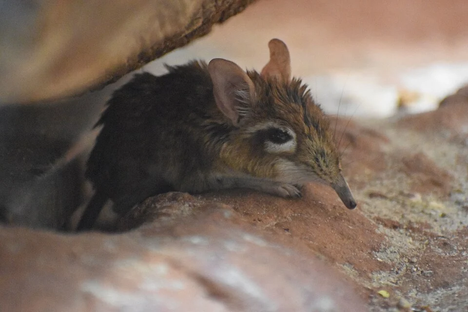 Picture of a Rufous elephant shrew (Galegeeska rufescens) taken at the Frankfurt Zoological Garden