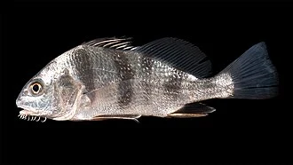 Black Drum, Pogonias cromis.  Rhode River, Anne Arundel County, MD - 08/17/20. Photo by Smithsonian Environmental Research Center.