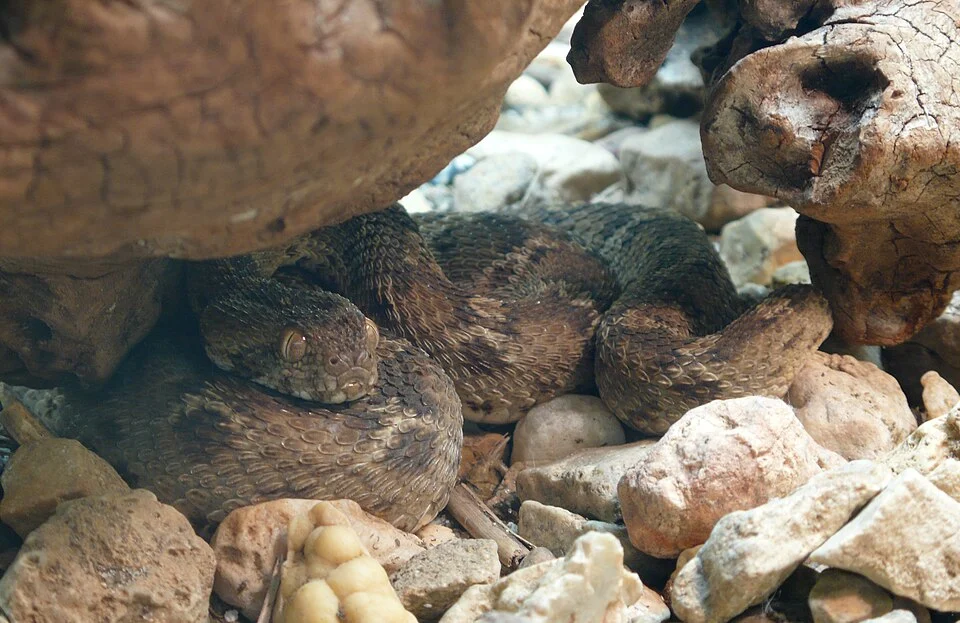 Egyptian saw-scaled viper (Echis pyramidum)