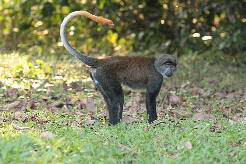 singe cercopitheque à queue de soleil, CIRMF, Gabon