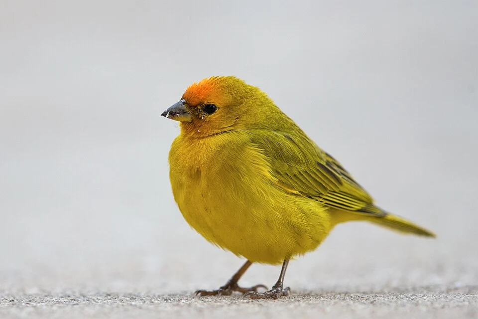 Orange-fronted yellow finch