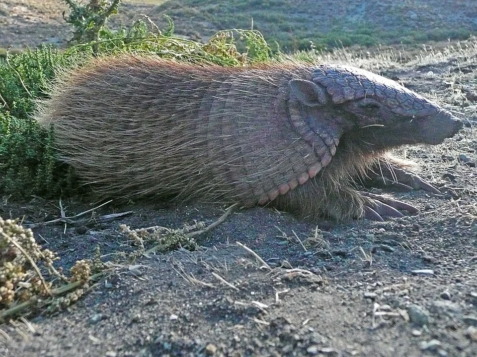Photo prise en Patagonie d'un Chaetophractus villosus appelé Peludo en espagnol.