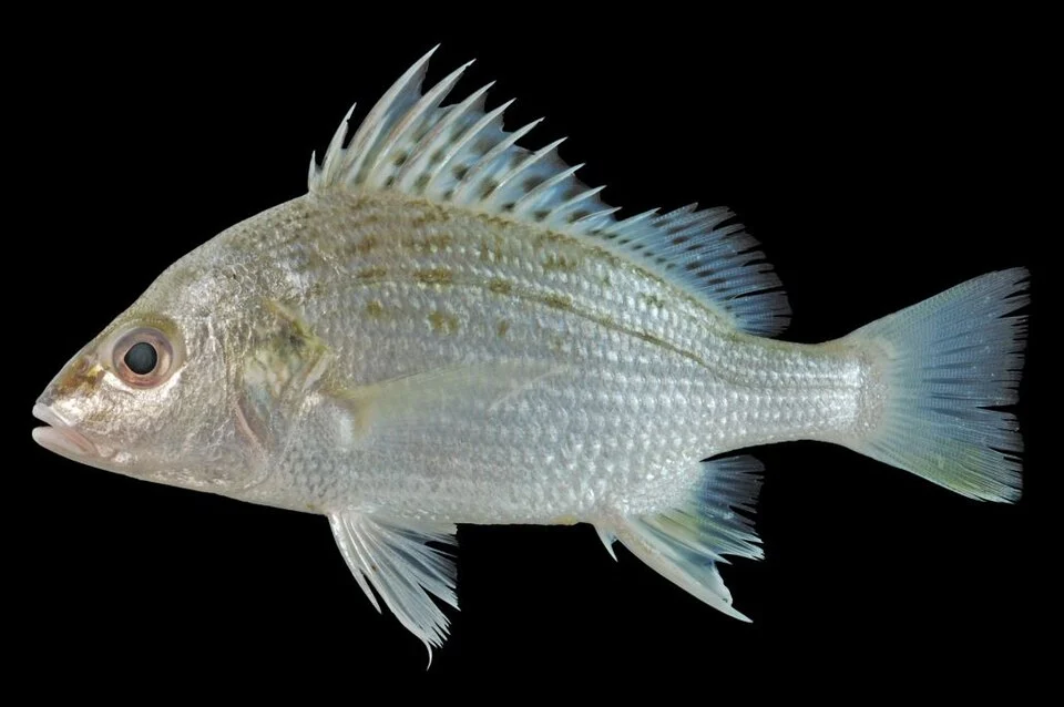 Barred Javelin, Pomadasys kaakan