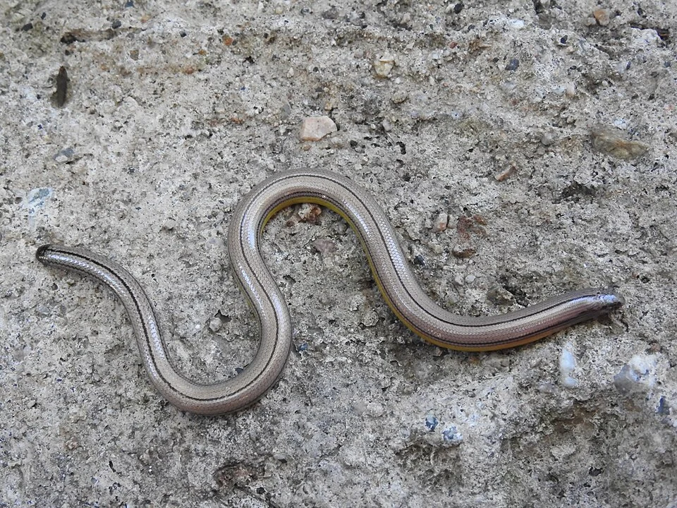 San Diegan Legless Lizard (Anniella stebbinsi)