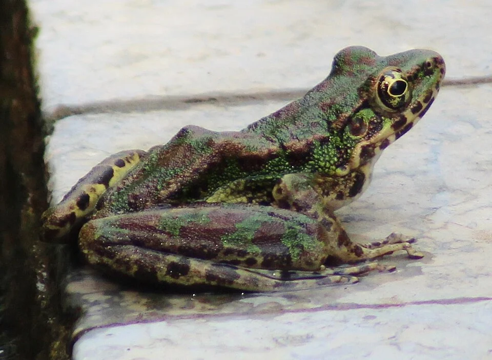 crop of File:Odorrana schmackeri xingping.jpg