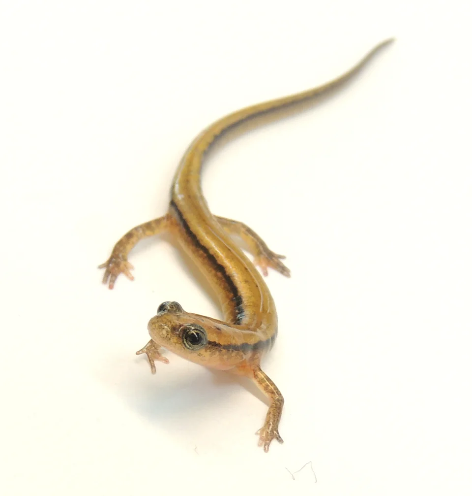 Southern Two-lined Salamander (Eurycea cirrigera). Found at Anglin Falls in the John B. Stephenson Memorial Forest in Kentucky.