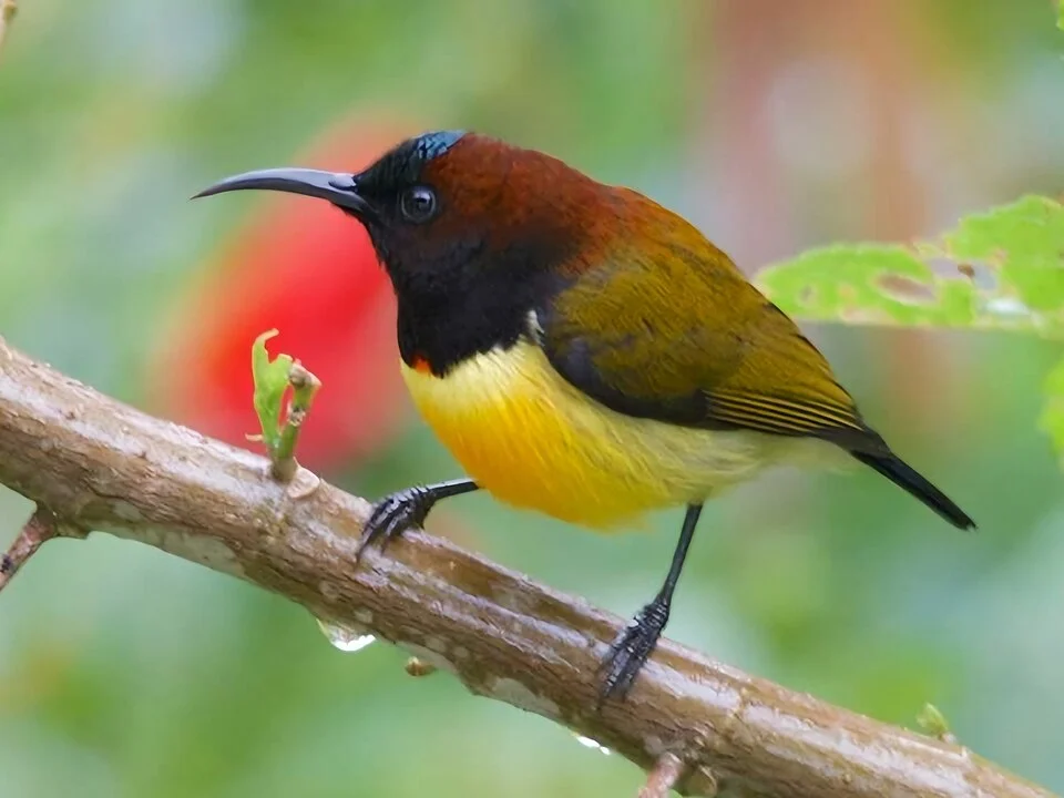A Maroon-naped sunbird on Negros. Photo by Cheta Chua