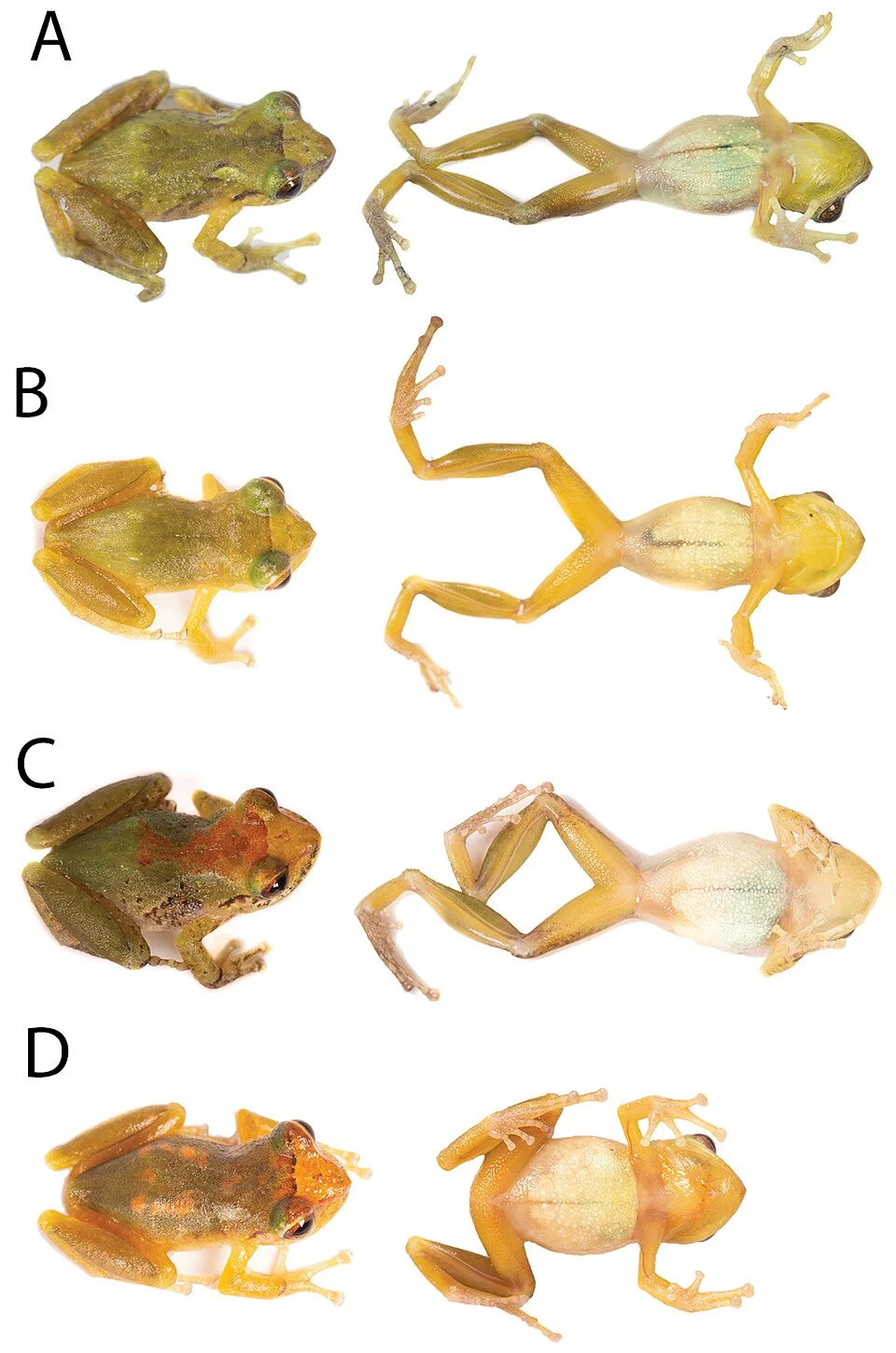 Figure 11; Variation in live adult individuals of Pristimantis petersi. A QCAZ63452 (SVL 17.42 mm), B QCAZ63453 (SVL 17.75 mm), C QCAZ63454 (SVL 21.11 mm), D QCAZ63456 (SVL 19.11 mm). Photographs by Santiago R. Ron A, by David Velalcázar B–D.