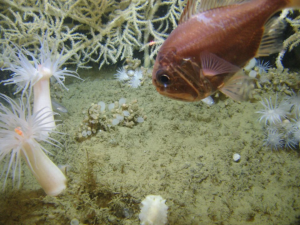 Atlantic roughy Hoplostethus occidentalis at the base of a large Leiopathes glabberima black coral colony