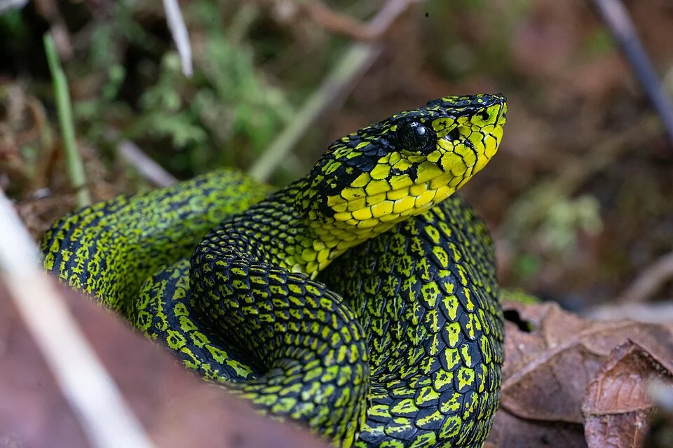 Black-speckled Palm Pit Viper (Bothriechis nigroviridis) in Costa Rica