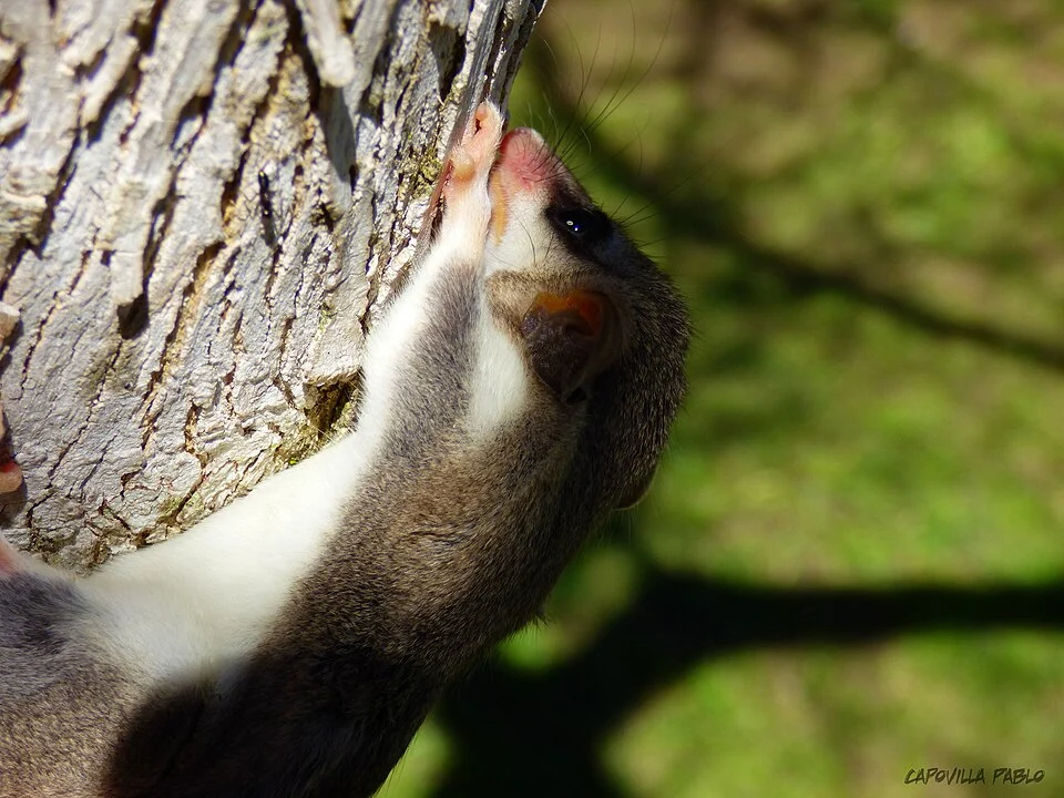 Mesopotamian Fat-tailed Mouse Opossum (Thylamys citellus)