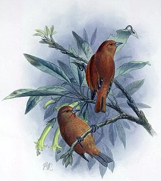 Oahu Akepa (Loxops coccineus wolstenholmei)
depiction by John Gerrard Keulemans from 'The Avifauna of Laysan and the neighbouring islands with a complete history to date of the birds of the Hawaiian possession.' by Walter Rothschild from the years 1893 to 1900