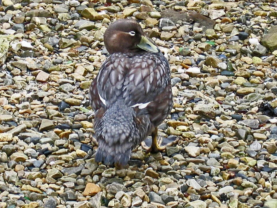 female Falkland Flightless Steamer Duck/weibliche Falkland-Dampfschiffente (Tachyeres brachypterus) at Port Stanley (Falklands/Malvinas)
