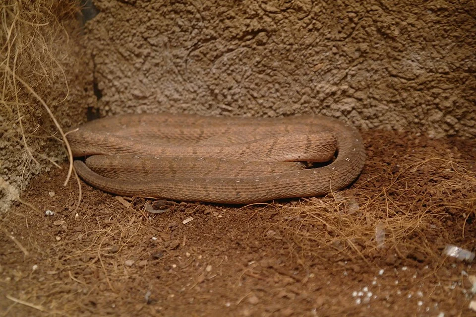 East-African egg eating snake (Dasypeltis medici) in Prague Zoo