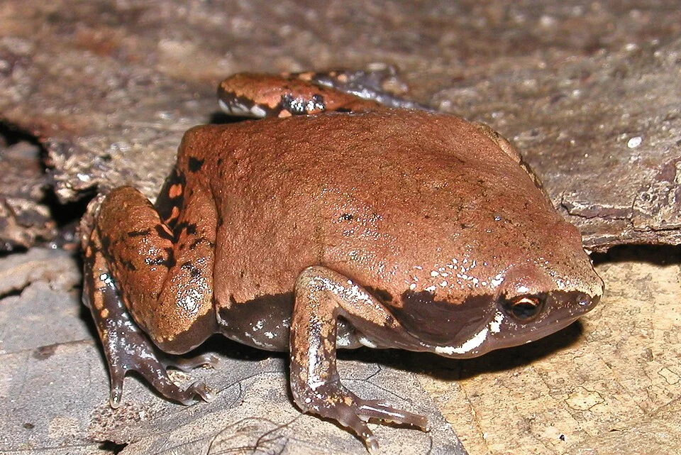 Hypopachus variolosus (Microhylidae), a frog from Palo Verde Biological Station, northwestern Costa Rica.Pstevendactylus 01:53, 17 February 2006 (UTC)