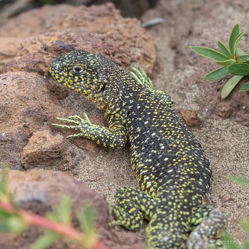 Liolaemus sarmientoi, native to Chile, one of the most southerly distributed reptiles in the world.