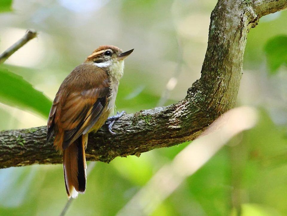 Plain xenops; Restinga de Bertioga State Park, São Paulo, Brazil