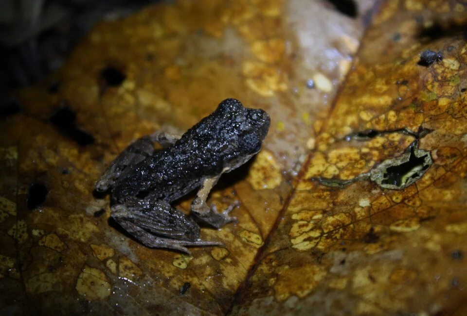 Spotted Litter Frog (Leptobrachium hendricksoni)