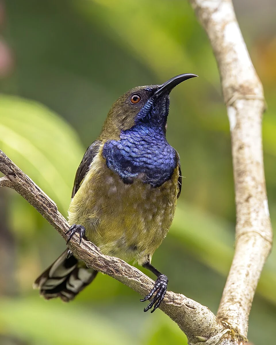 Príncipe sunbird (Anabathmis hartlaubii) male, Principe island, São Tomé and Príncipe