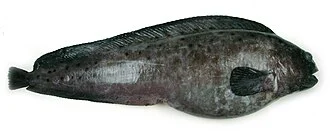 Anarhichas denticulatus