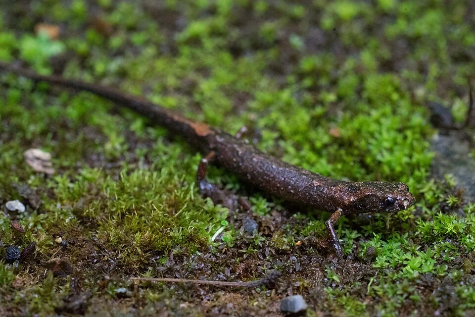 Photo of Baja Verapaz Salamander (Cryptotriton veraepacis) uploaded from iNaturalist.
