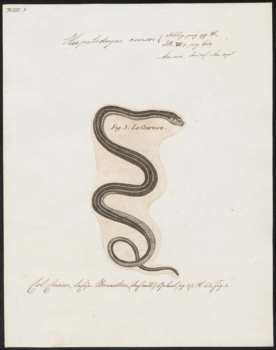 Herpetodryas cursor