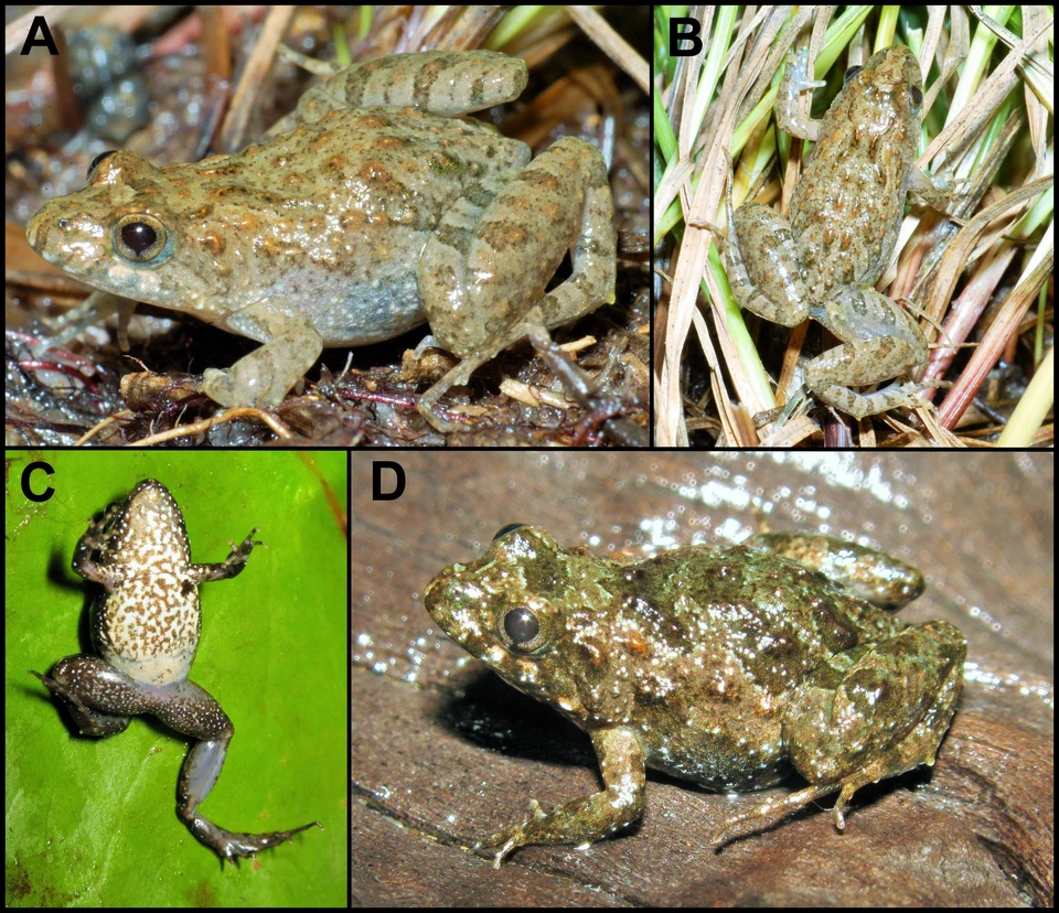 Pseudopaludicola restinga sp. nov. in life.
Specimens from Fazenda Jacuhy, Serra (A–B), and Restinga de Praia das Neves, Presidente Kennedy (C–D). Photo: J Gasparini.