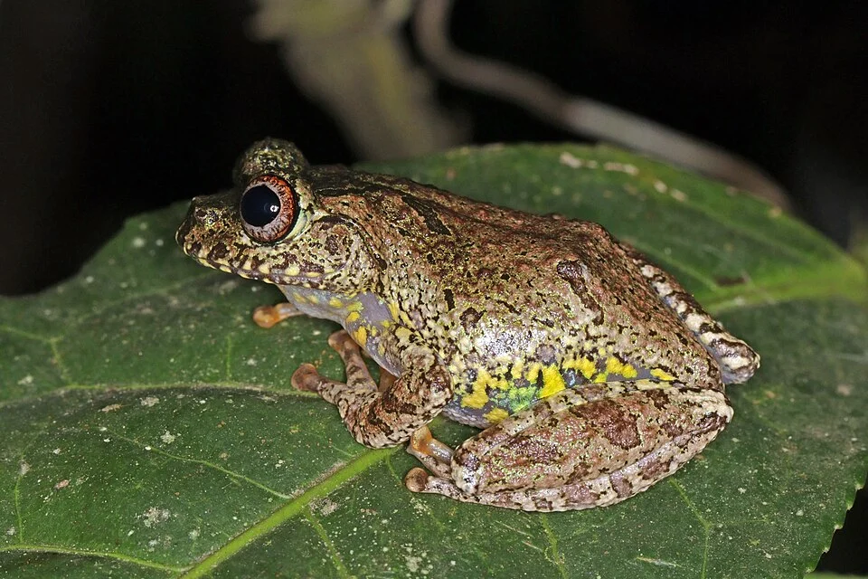 Warty bright-eyed frog (Boophis guibei) Andasibe, Madagascar