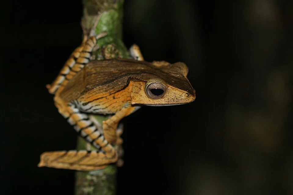 Borneo eared frog (Polypedates otilophus) from Kubah National Park
